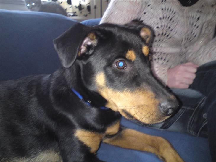 {{currentPhoto.altText}} billede {{currentPhoto.number}}