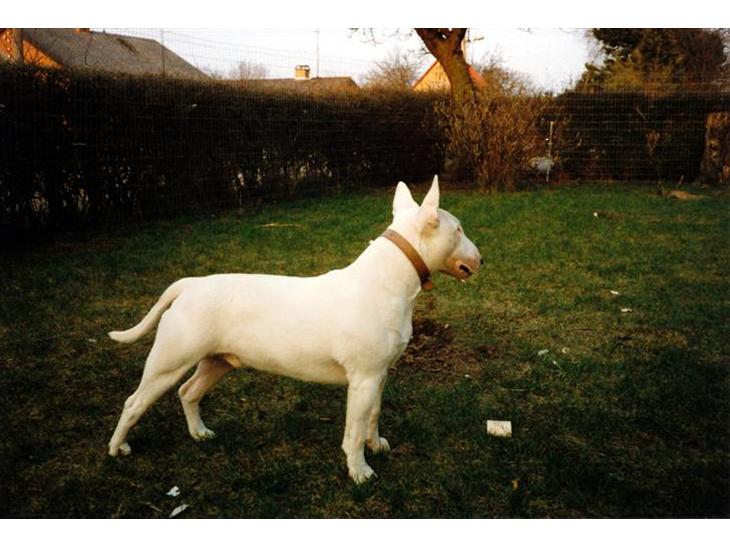 {{currentPhoto.altText}} billede {{currentPhoto.number}}