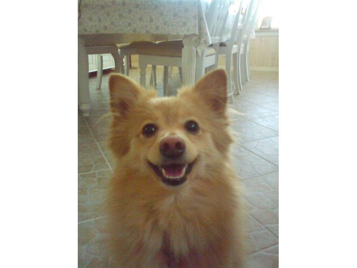 {{currentPhoto.altText}} billede {{currentPhoto.number}}