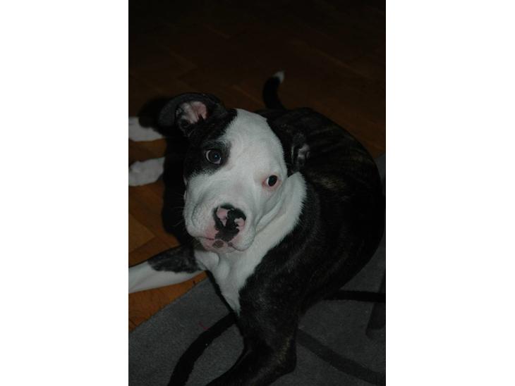 {{currentPhoto.altText}} billede {{currentPhoto.number}}