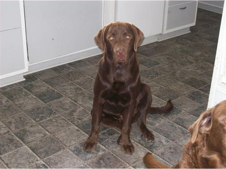 Labrador retriever chivas<33 R.I.P :'( :'( - sød det er han da!<3 ;D  billede 1