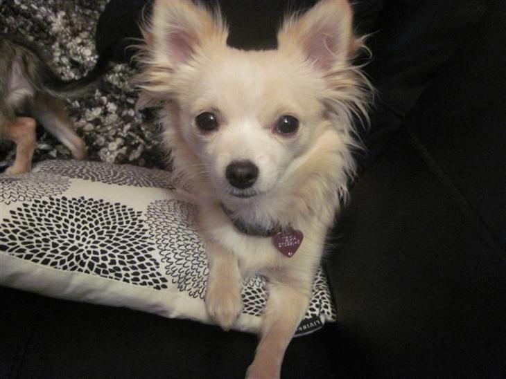 {{currentPhoto.altText}} billede {{currentPhoto.number}}