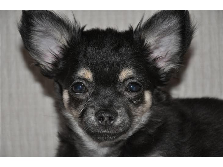 {{currentPhoto.altText}} billede {{currentPhoto.number}}