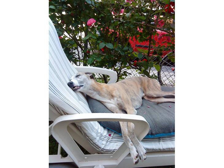 Whippet sir toby - ZZZZzzzzzz findes der noget bedre end en sommerdag i liggestolen...? billede 1