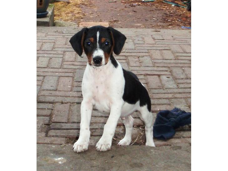 {{currentPhoto.altText}} billede {{currentPhoto.number}}