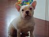 Fransk bulldog Lui Aimeè HighlifeJasminà