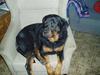 Rottweiler Luna R.I.P. [ Himmelhund]