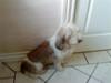 Petit basset griffon wendéen cookie<3 [ Himmelhund]