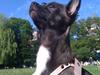 Chihuahua Honey
