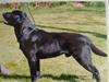 Labrador retriever Demsey