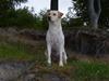Labrador retriever Mille
