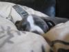 Amerikansk staffordshire terrier Enya (lillepigen) <3