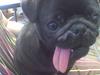 Mops Knekket <3 [Tidl. hund]