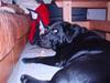 Labrador retriever Molli :D <3