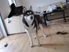 Siberian husky Kato