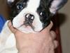 Fransk bulldog Buller