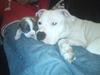 Amerikansk staffordshire terrier Bianca