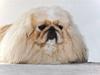 Pekingeser Nicolaj