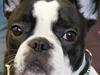 Fransk bulldog Lulu