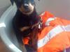 Rottweiler Tiko