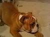 Engelsk bulldog Shrek