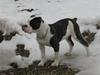 Olde english bulldogge tyson
