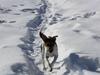 Dansk svensk gaardhund Jack