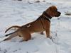 Amerikansk staffordshire terrier Aslan