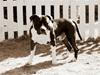 Amerikansk staffordshire terrier Tiger