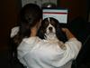 Cavalier king charles spaniel Mickey