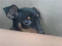 Dvaergpinscher rødkildes chanel