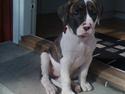 Amerikansk bulldog Nova