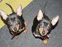Dvaergpinscher chanel