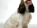 Cocker spaniel Vanilla Joy Dream Design - Ditte