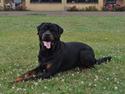 Rottweiler Von Barnewitz Blues