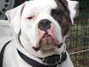 Amerikansk bulldog caisa