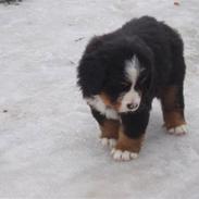 Berner sennenhund Lady Xieras Flanagan