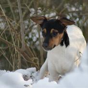 Dansk svensk gaardhund Freja