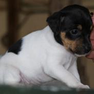 Dansk svensk gaardhund Freja