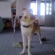 Blanding af racer Habibi