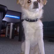 Blanding af racer Habibi