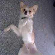 Blanding af racer Habibi