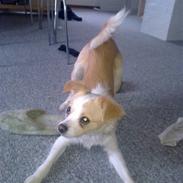 Blanding af racer Habibi