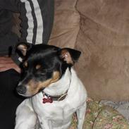 Blanding af racer Lady