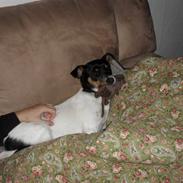 Blanding af racer Lady