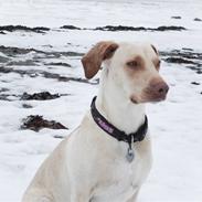 Blanding af racer Bella