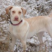 Blanding af racer Bella