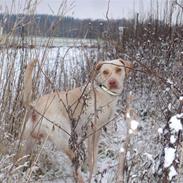 Blanding af racer Bella
