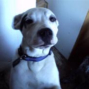 Blanding af racer Cæsar