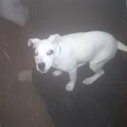 Blanding af racer Cæsar